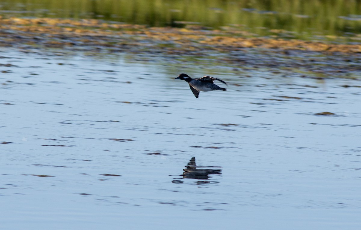 Bufflehead - ML645870573
