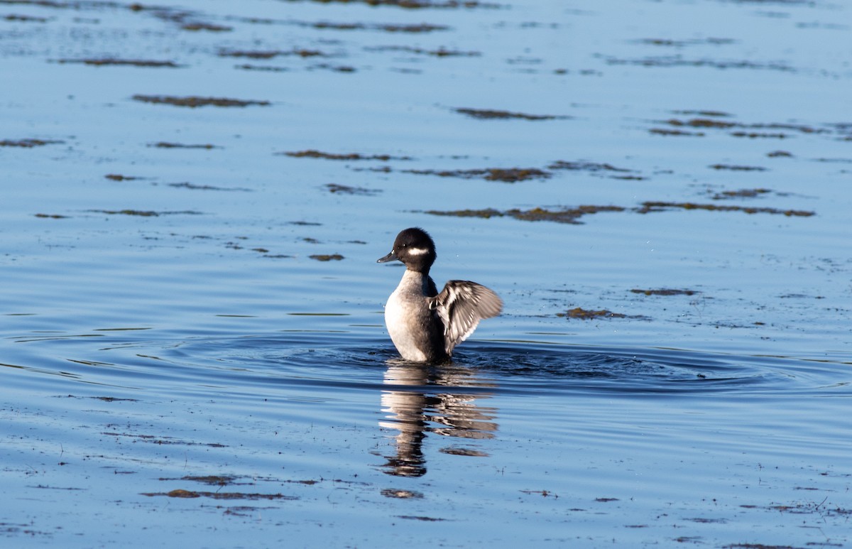 Bufflehead - ML645870574