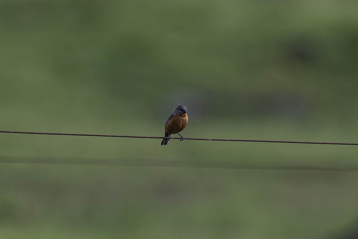 Ruddy-breasted Seedeater - ML645870575