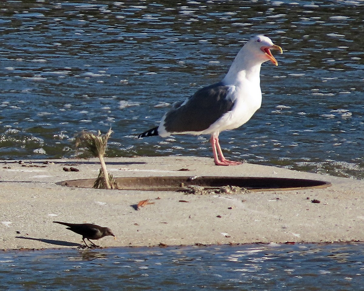 Western Gull - ML645870577