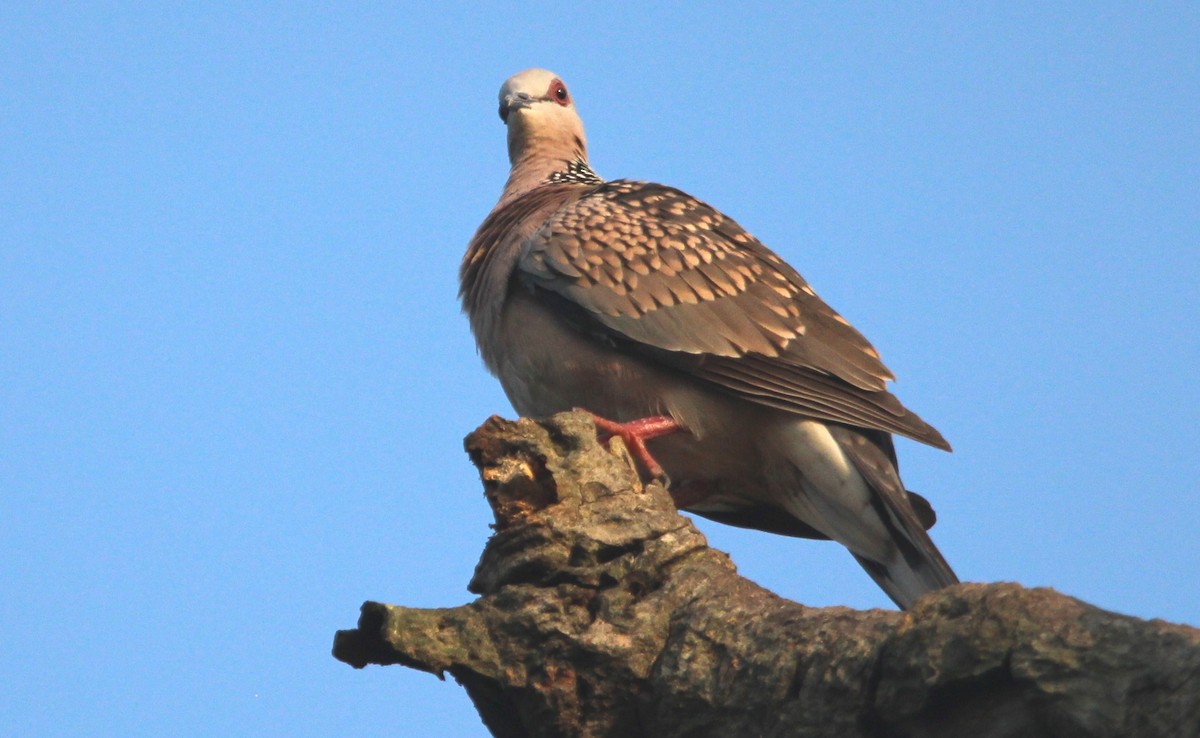 Spotted Dove - ML645870578