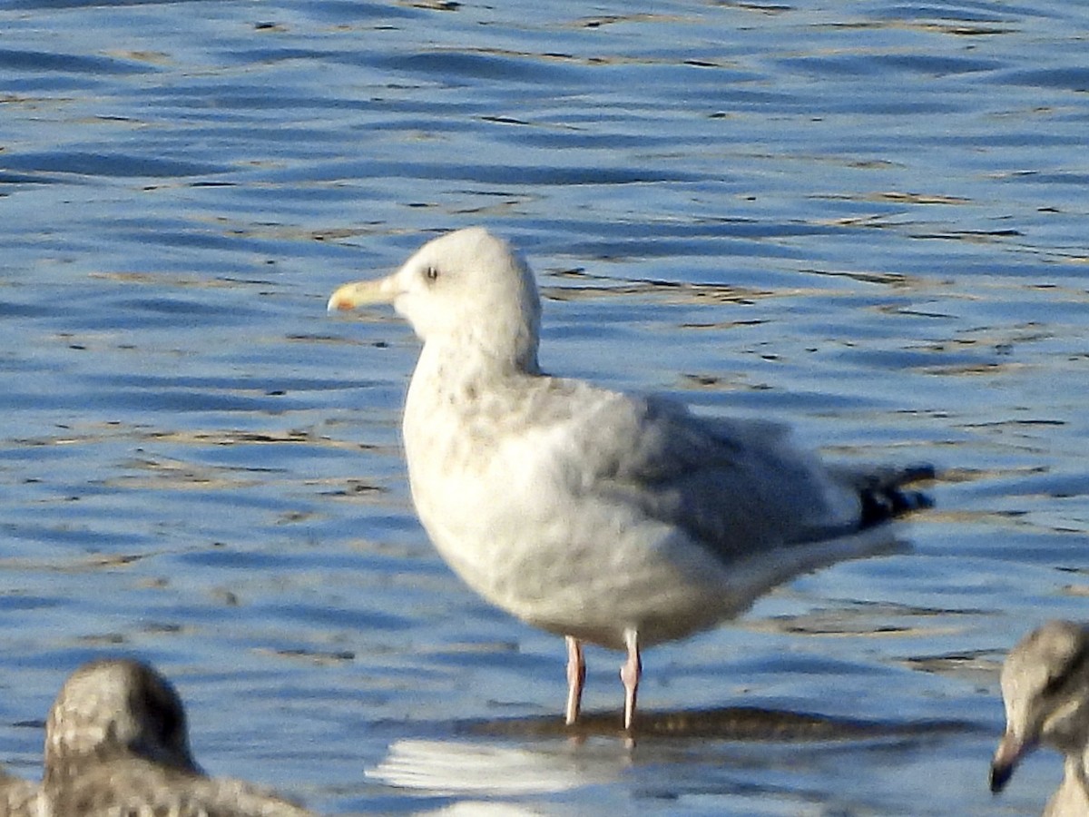 Iceland Gull (Thayer's) - ML645870580