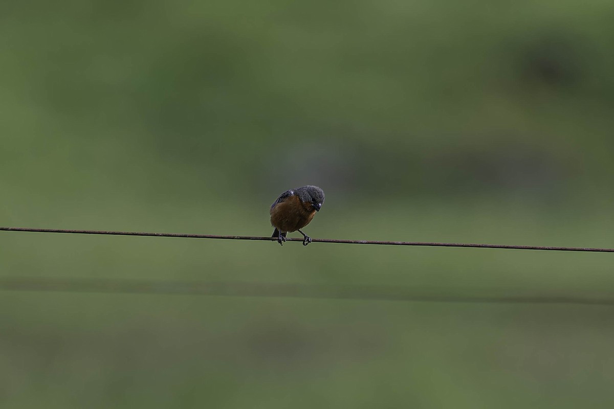 Ruddy-breasted Seedeater - ML645870582