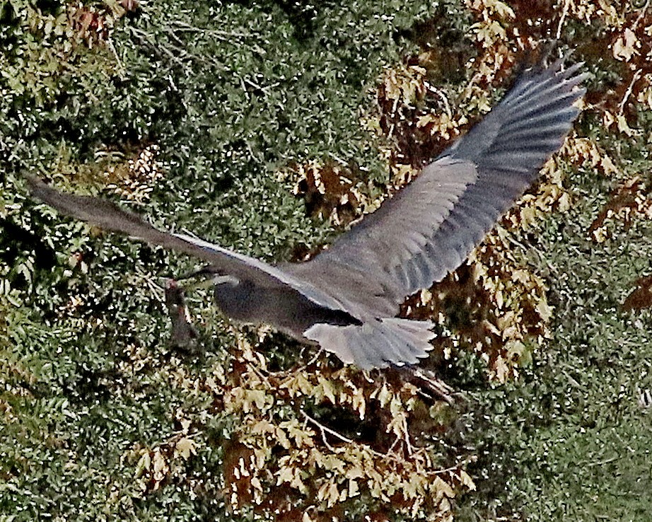 Great Blue Heron - ML645870583