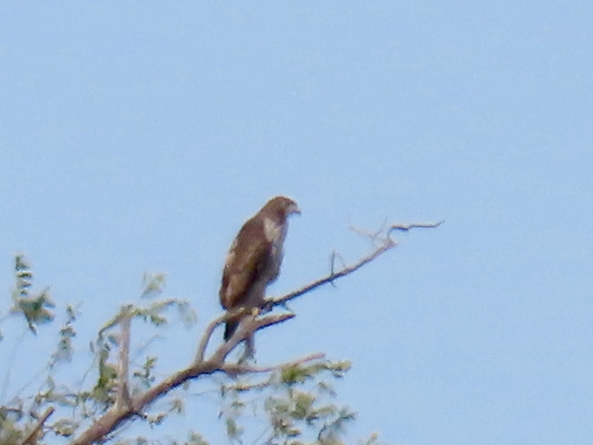 Northern Harrier - ML645870584