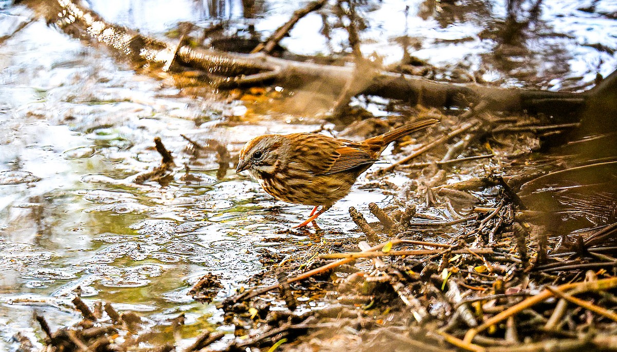 Song Sparrow - ML645870585