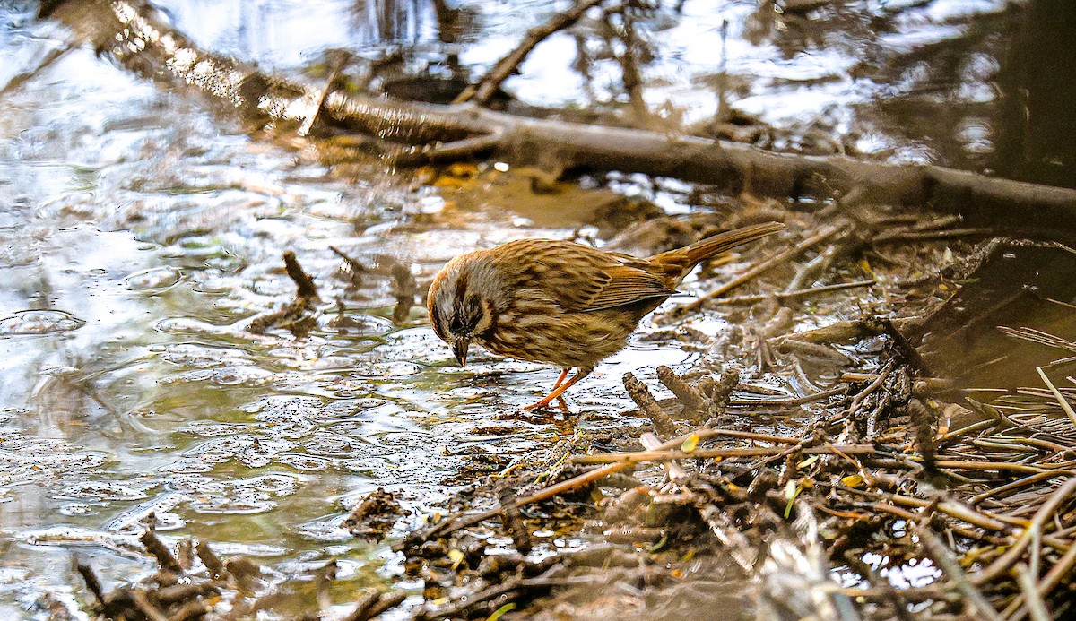 Song Sparrow - ML645870586