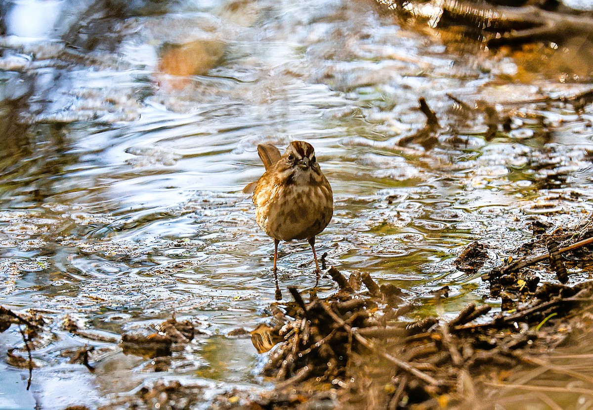 Song Sparrow - ML645870587