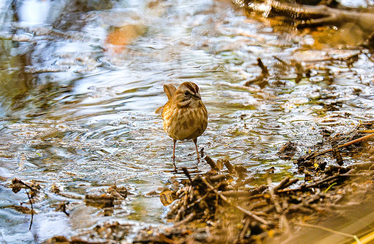 Song Sparrow - ML645870588