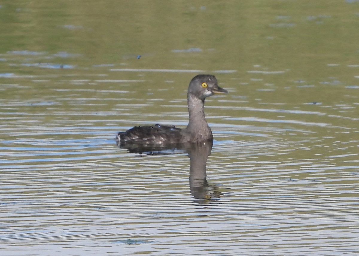 Least Grebe - ML645870589