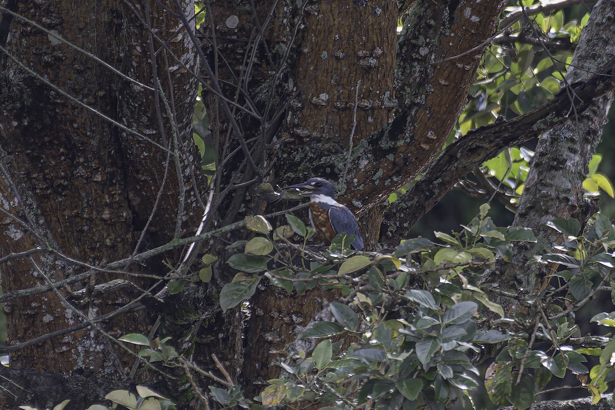 Ringed Kingfisher - ML645870591