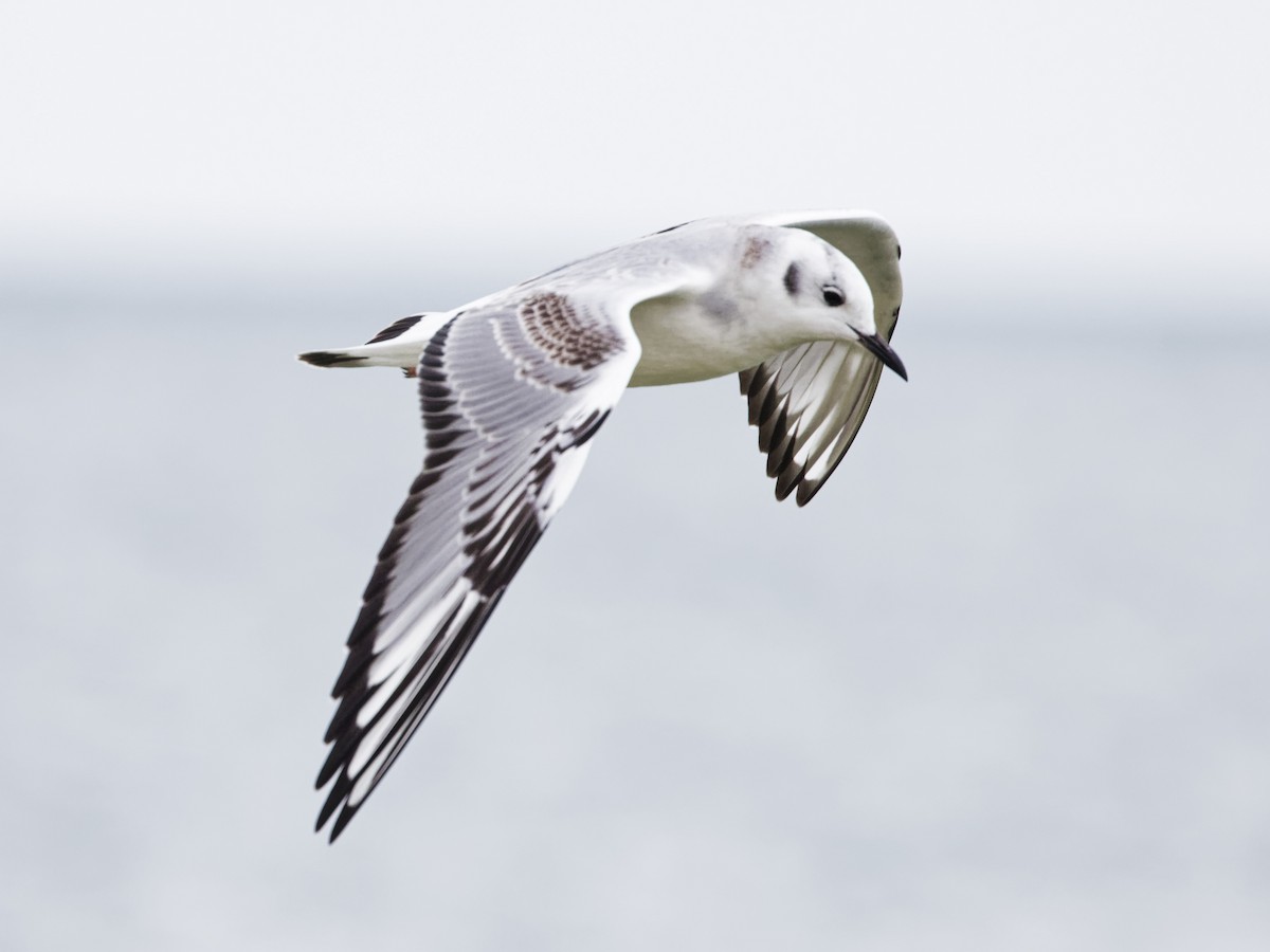 Bonaparte's Gull - ML645870592