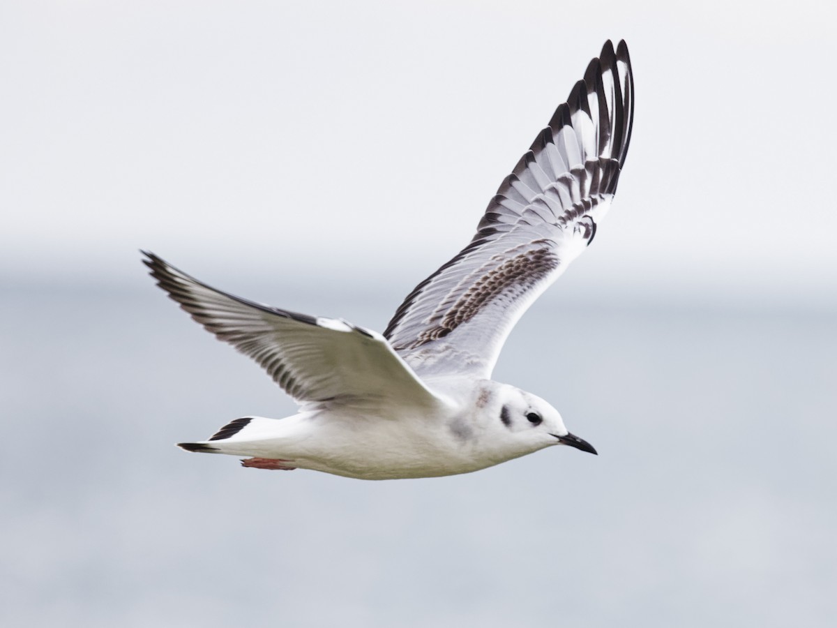 Bonaparte's Gull - ML645870593