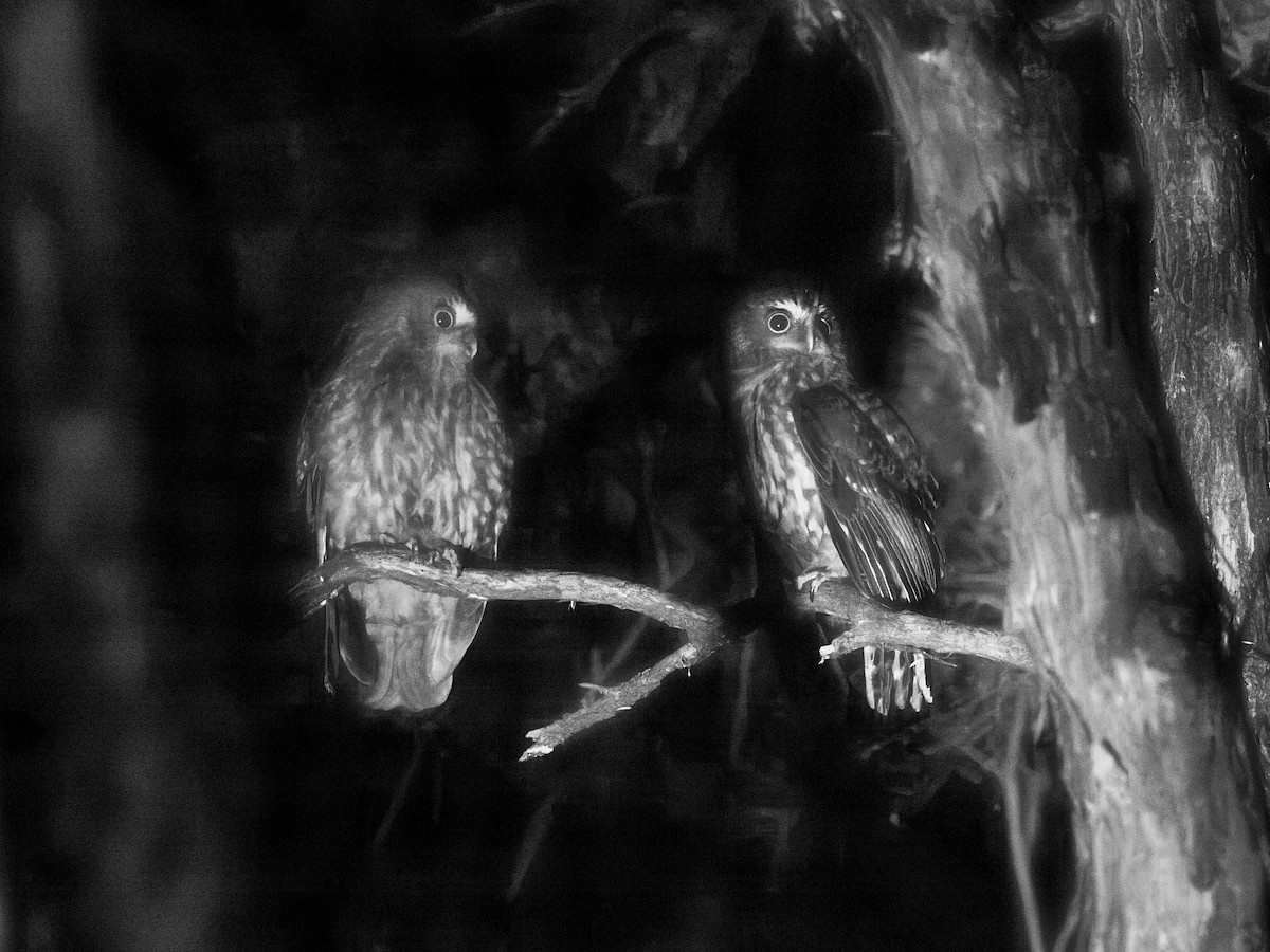 Morepork - ML645870594