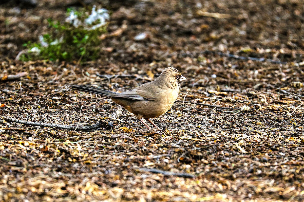 Abert's Towhee - ML645870595
