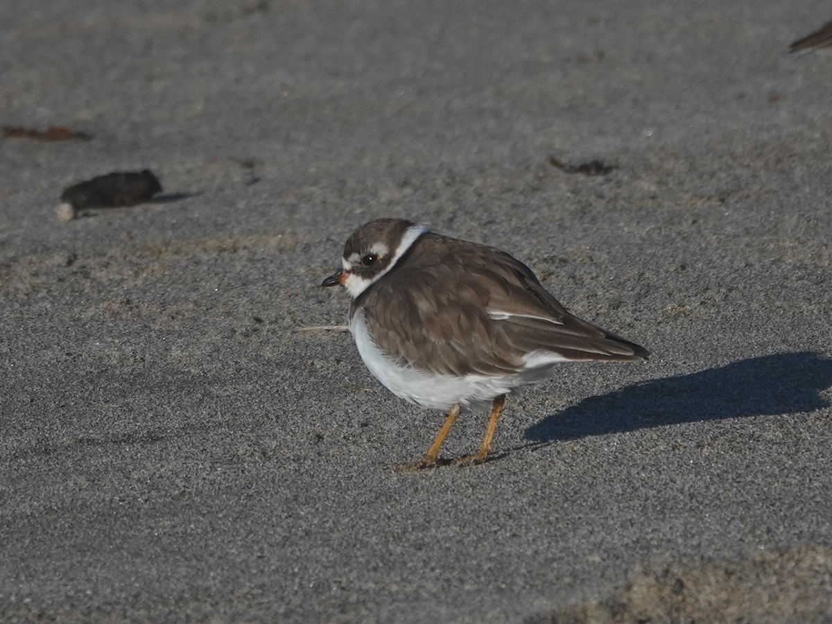 Semipalmated Plover - ML645870596