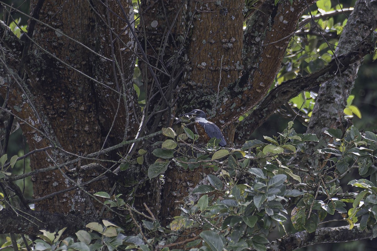 Ringed Kingfisher - ML645870599