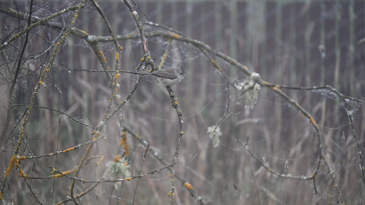 Oak Titmouse - ML645870601