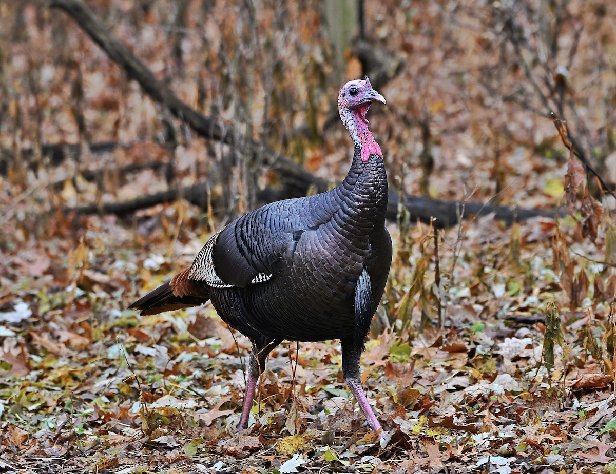 Wild Turkey - ML645870605