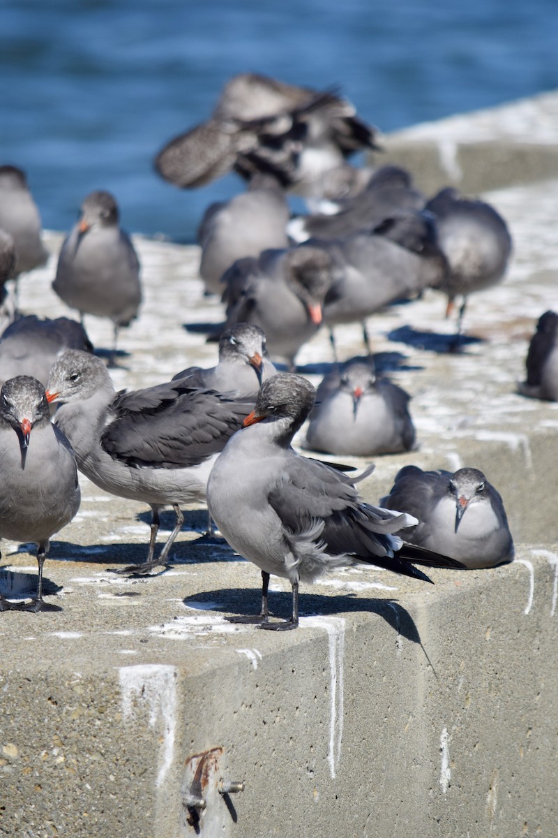 Heermann's Gull - ML645870606