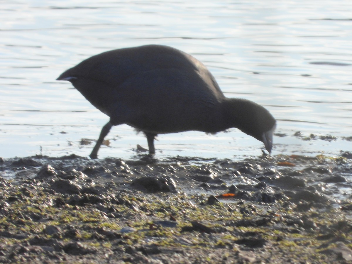 אגמית אמריקנית - ML645870613