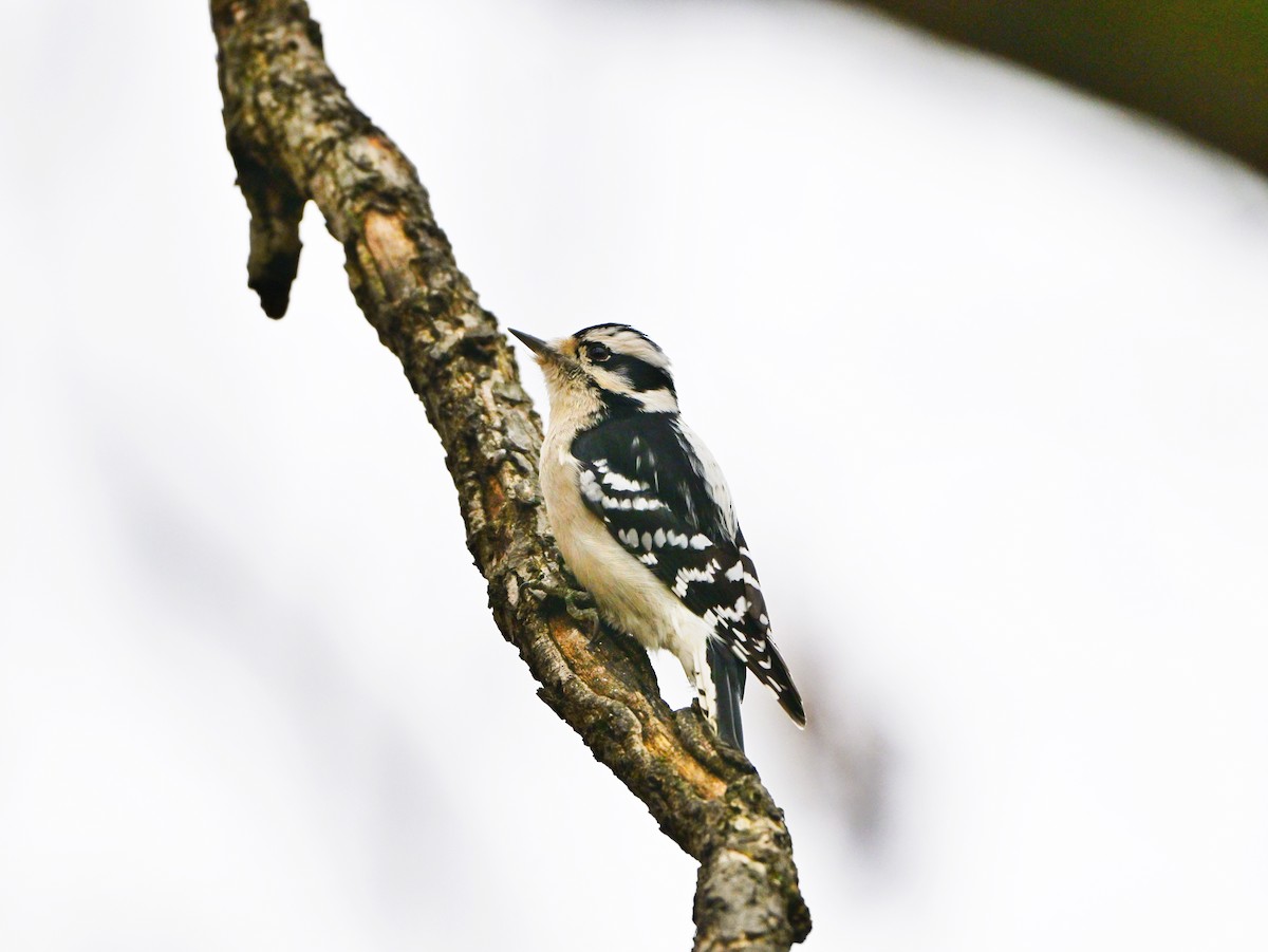 Downy Woodpecker - ML645870615