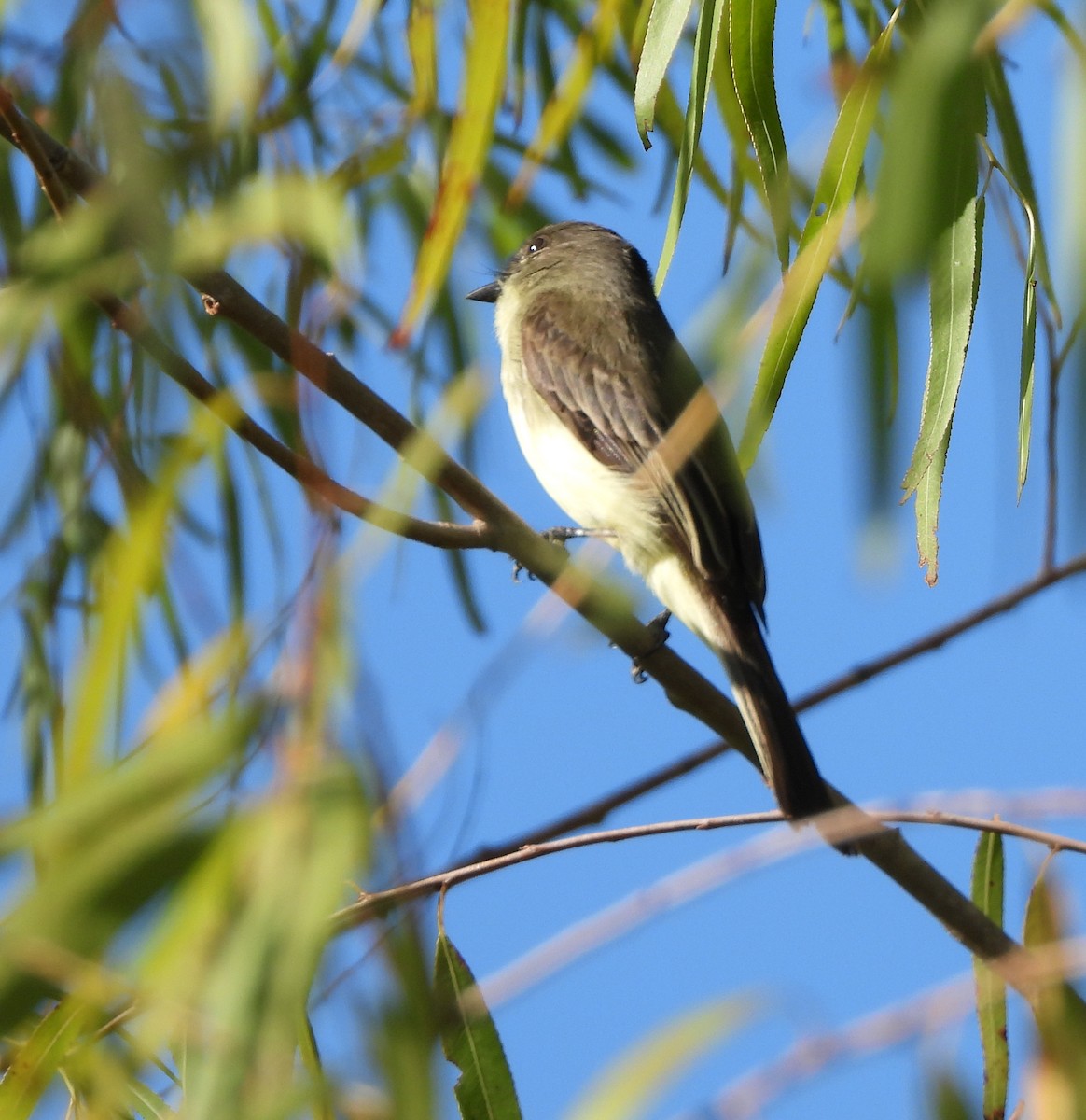 Eastern Phoebe - ML645870620