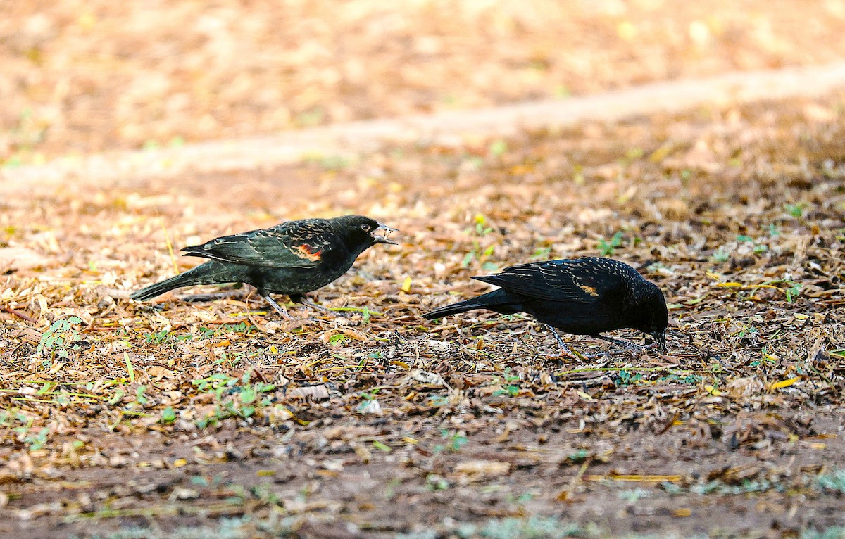 Красноплечий трупиал - ML645870621