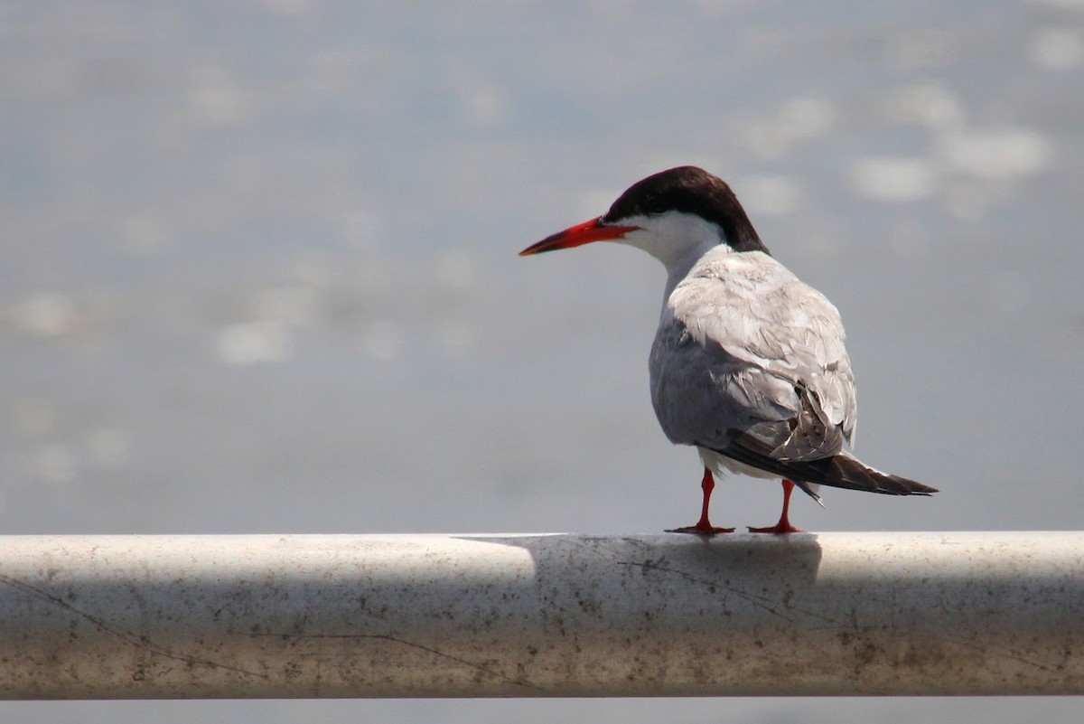 Common Tern - ML645870627