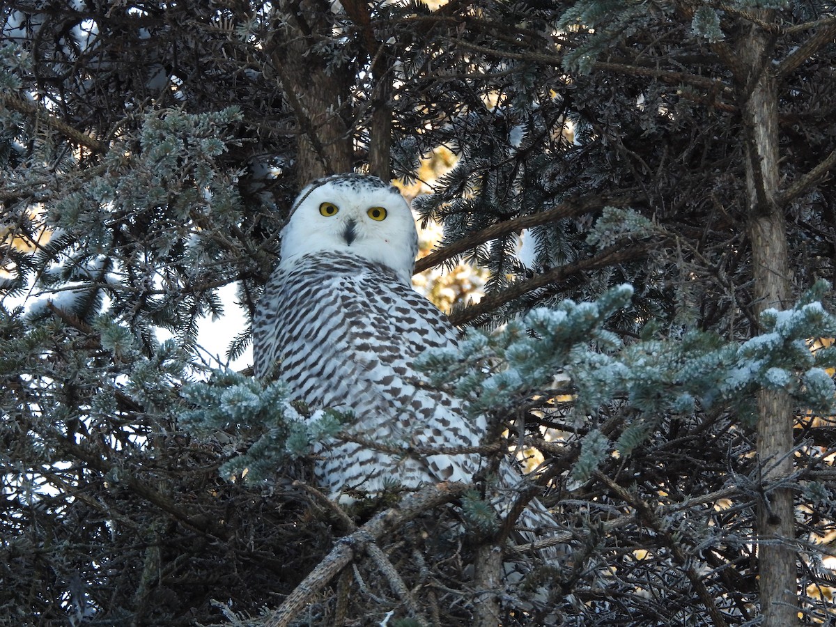 Цэвдгийн ууль - ML645870629