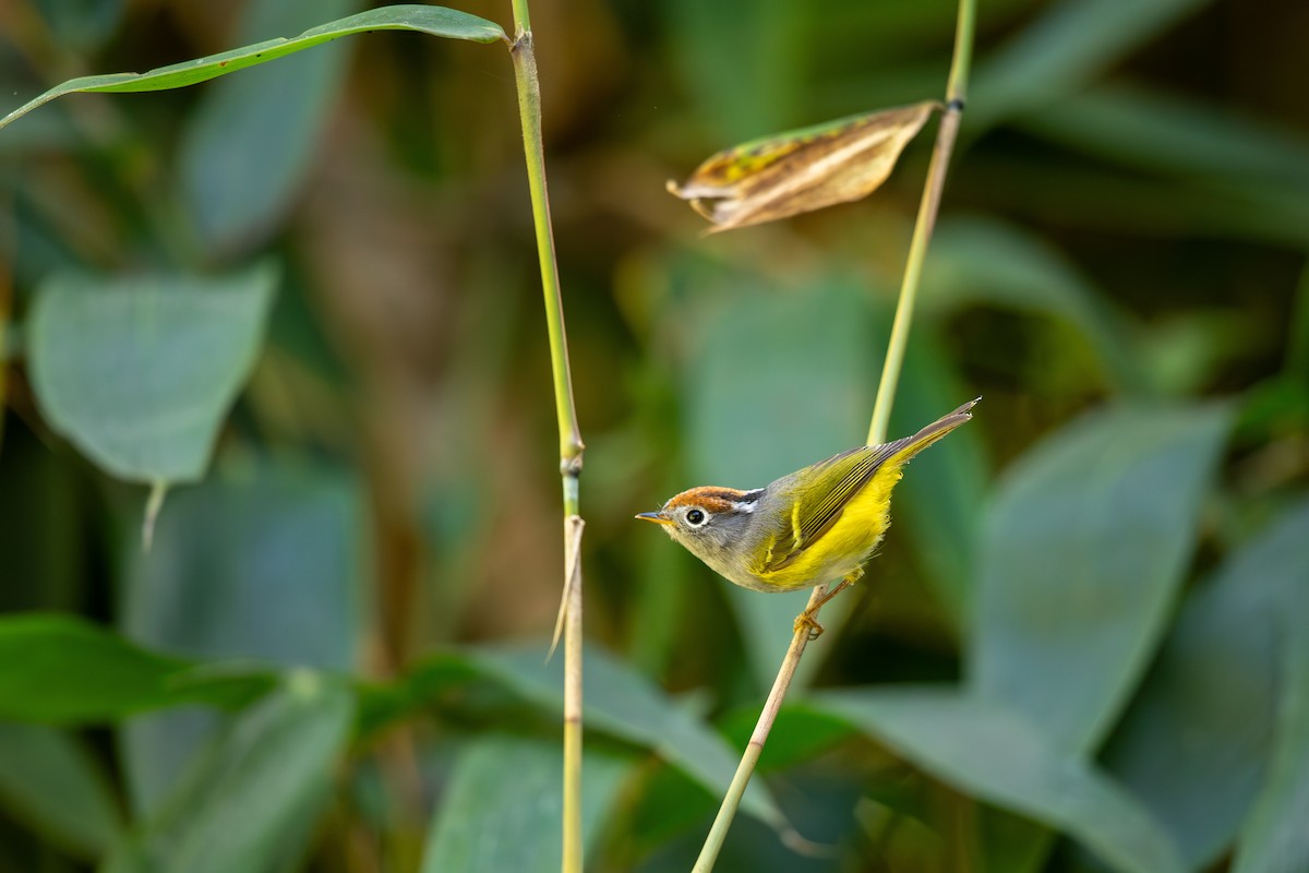 Chestnut-crowned Warbler - ML645870630