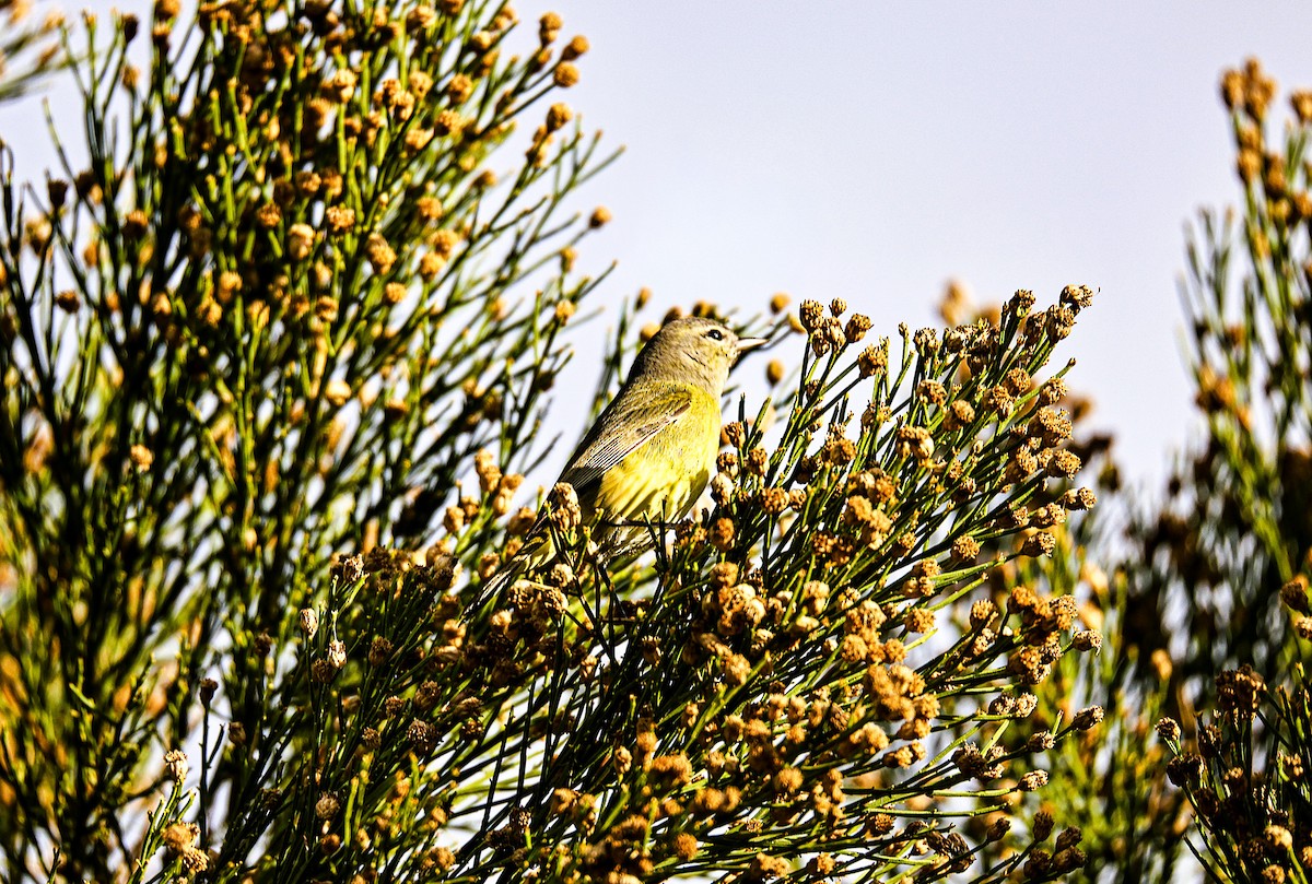 Orange-crowned Warbler - ML645870646
