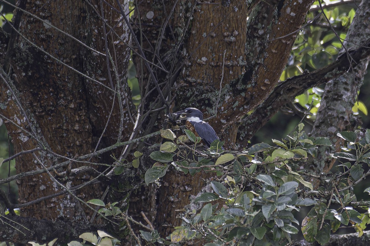 Ringed Kingfisher - ML645870647