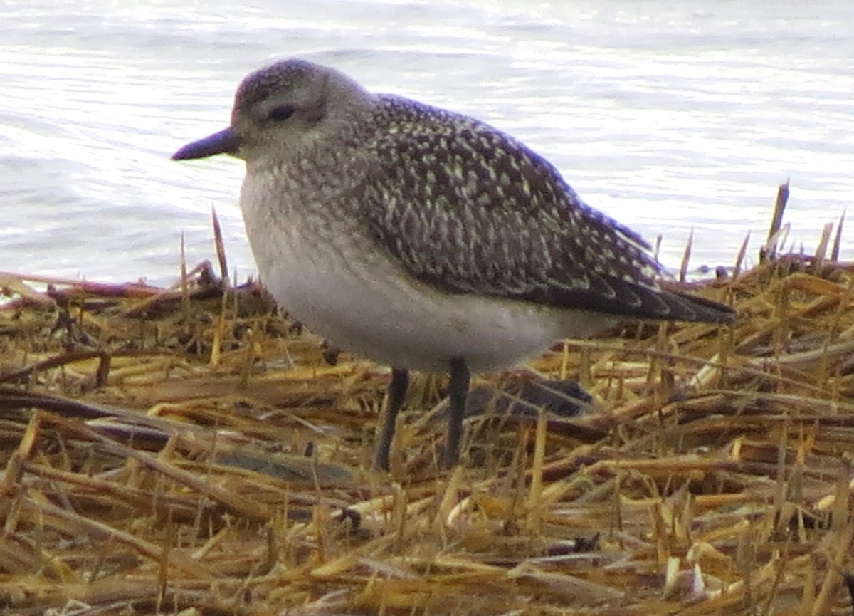 חופזי מנומר - ML645870648