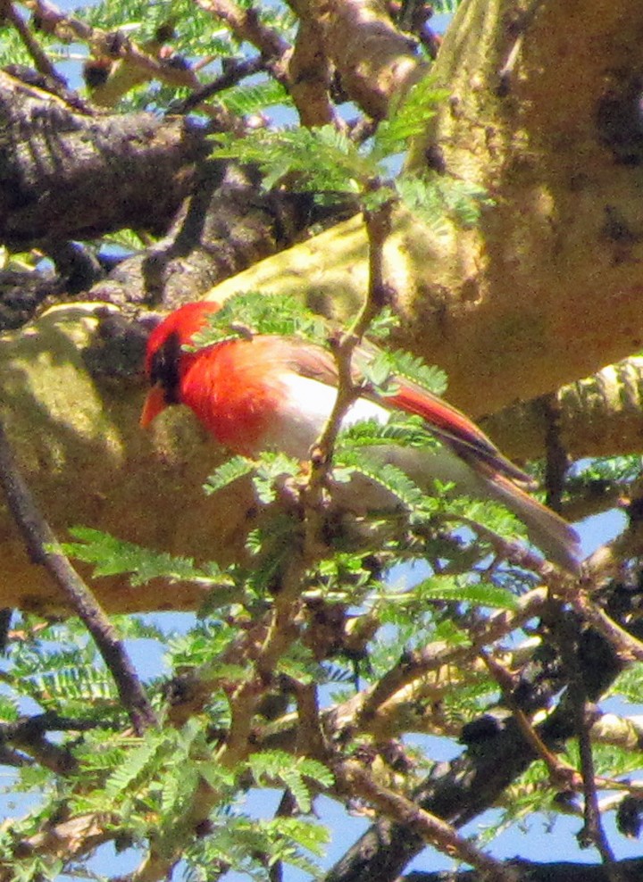 Red-headed Weaver - ML645870649