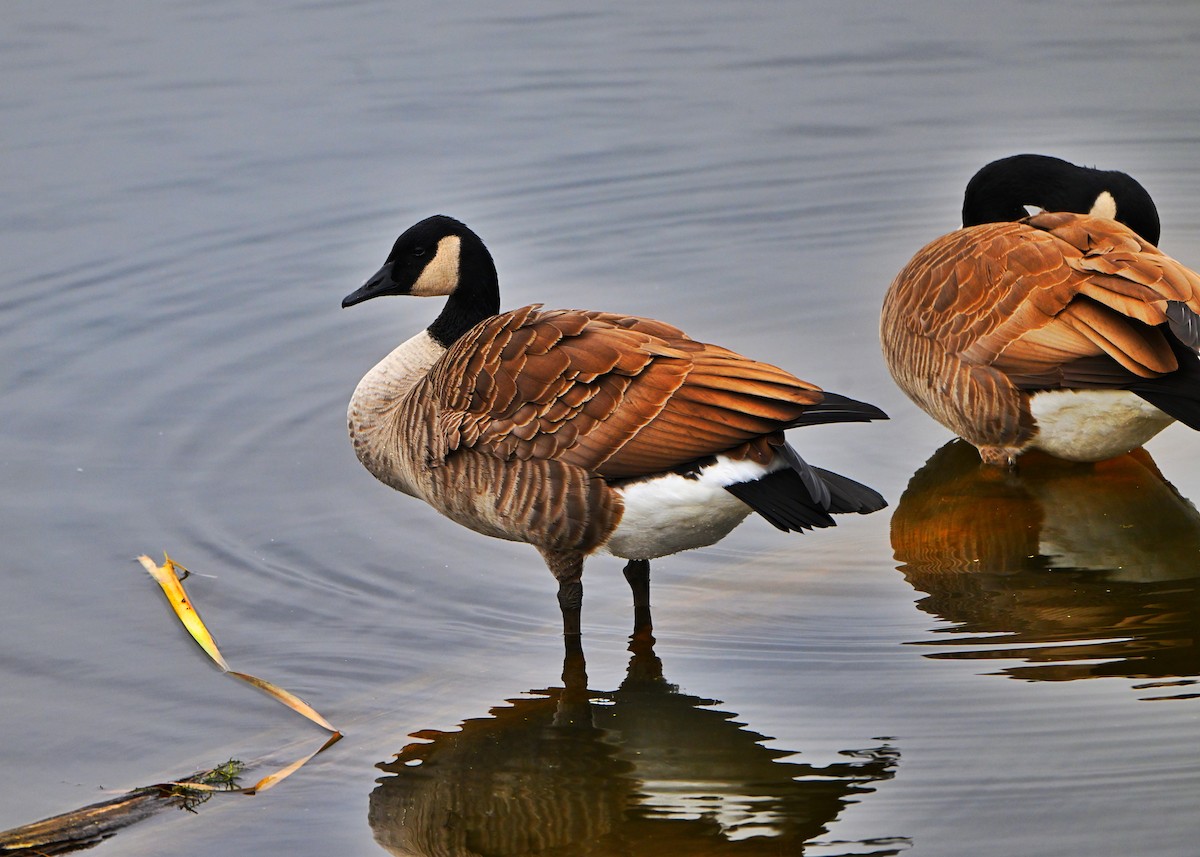 ברנטה קנדית - ML645870651