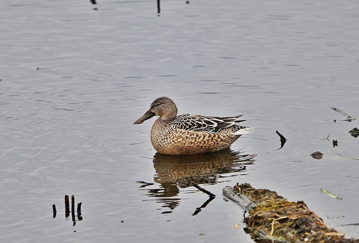 מרית צפונית - ML645870652