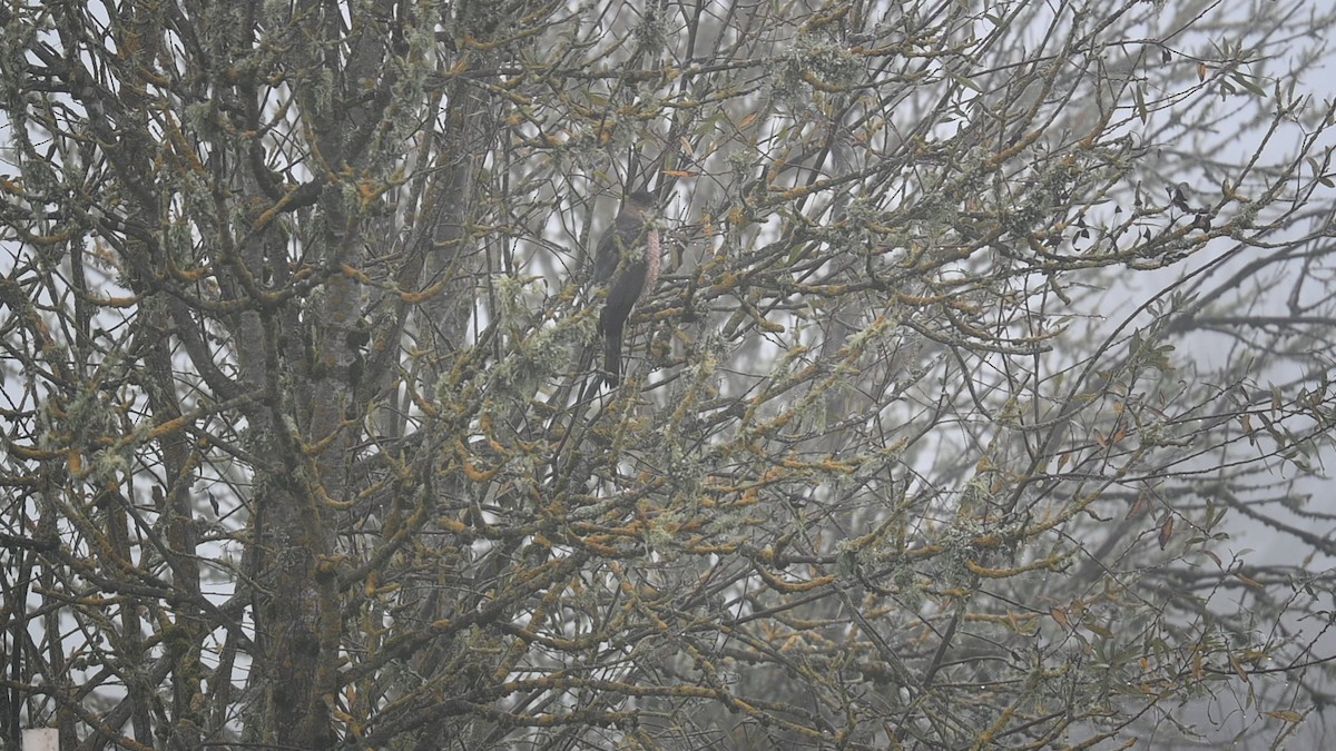 Cooper's Hawk - ML645870653