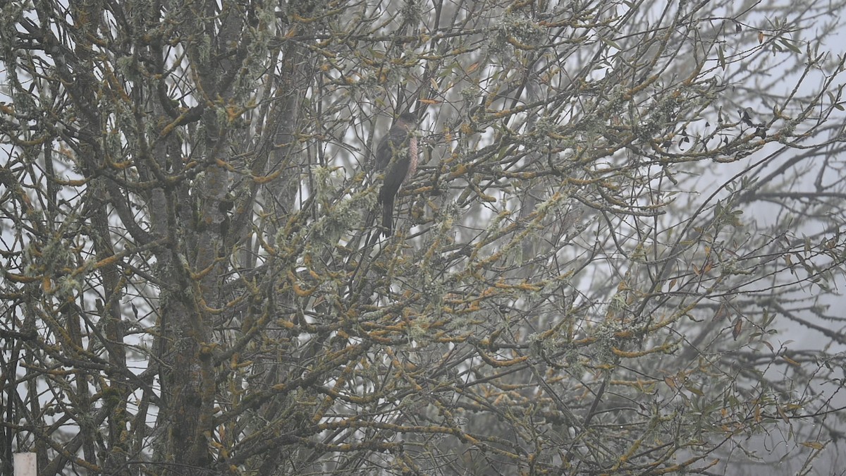 Cooper's Hawk - ML645870654