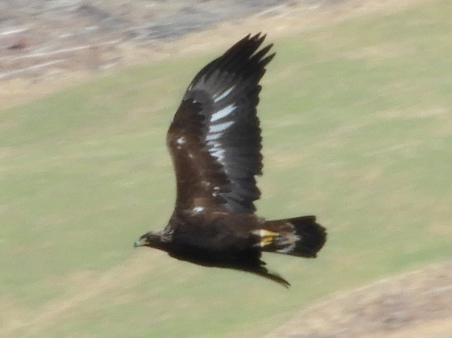 עיט זהוב - ML645870655