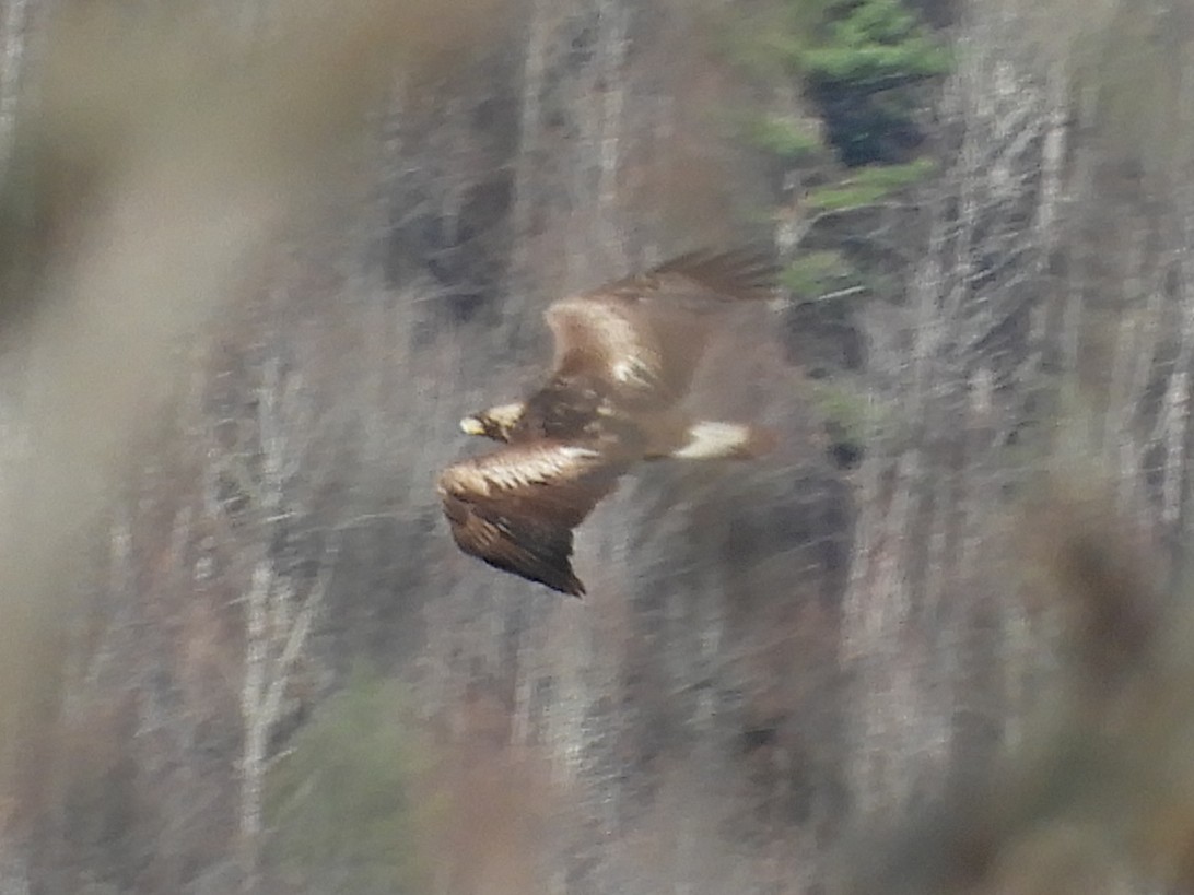 עיט זהוב - ML645870656