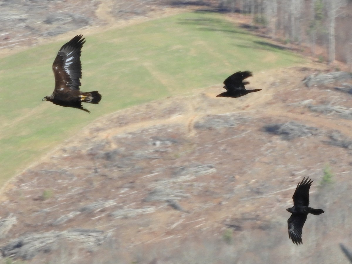 עיט זהוב - ML645870657