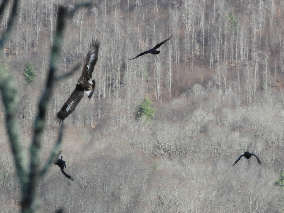 עיט זהוב - ML645870658