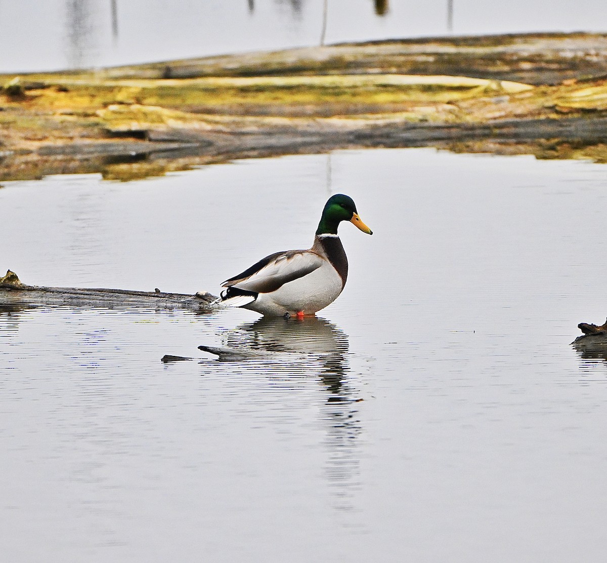 ברכיה - ML645870660