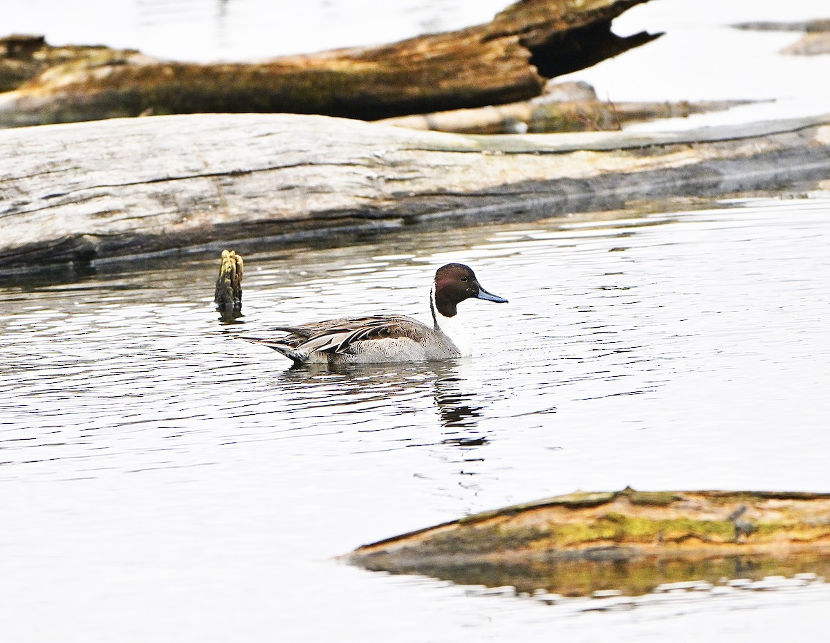 ברווז חד-זנב - ML645870662
