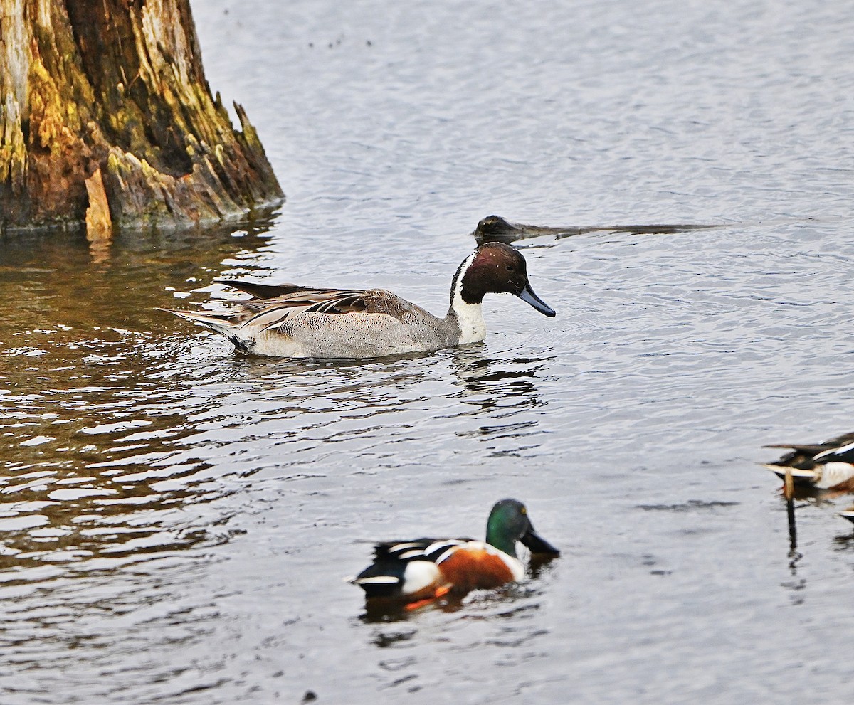 ברווז חד-זנב - ML645870663