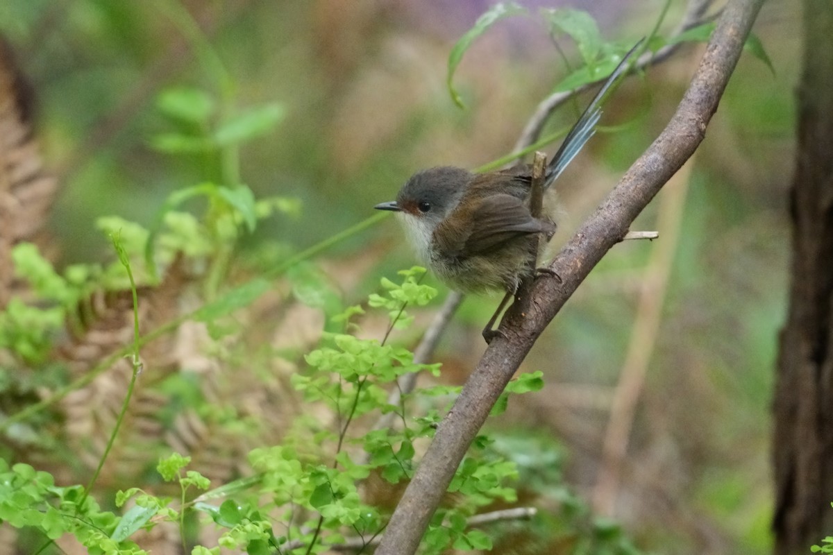 Red-winged Fairywren - ML645870664