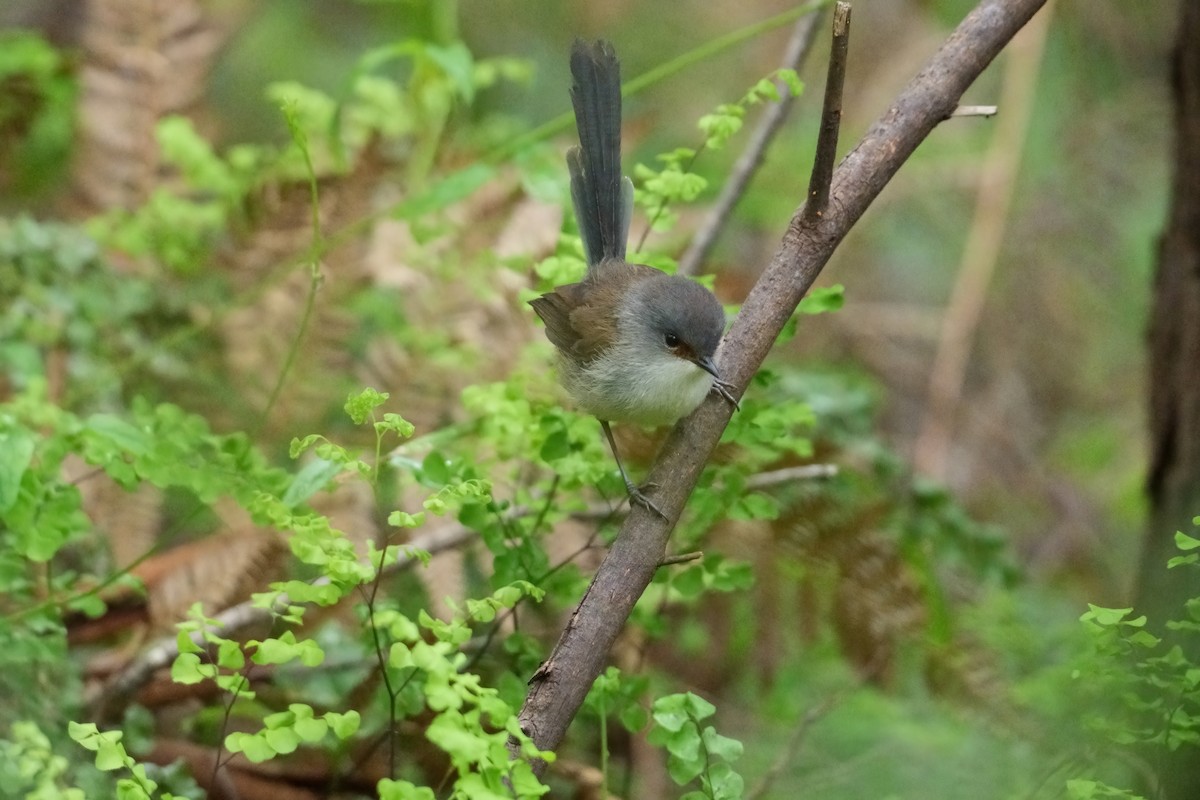 Red-winged Fairywren - ML645870665