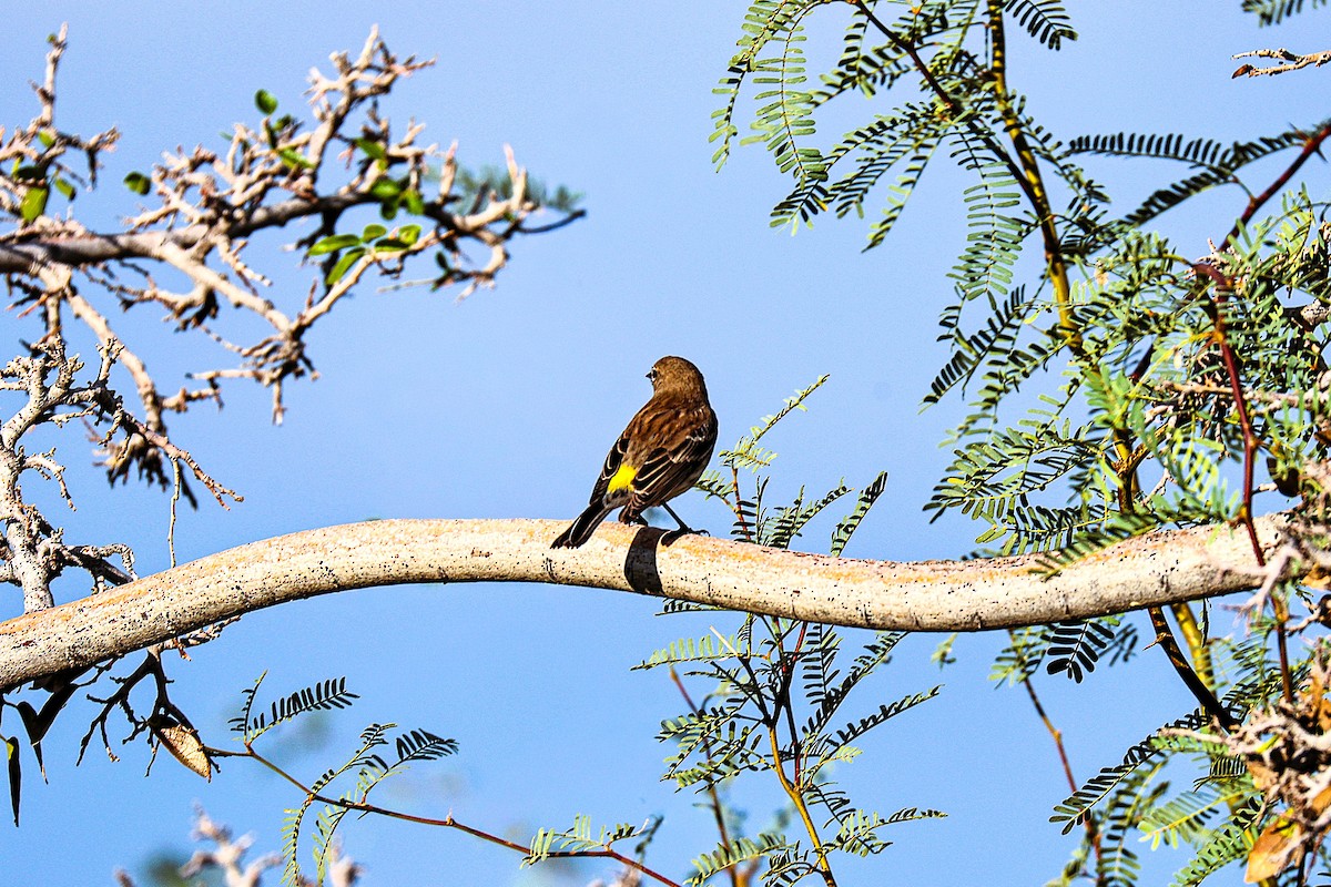 סבכון הכתר - ML645870666