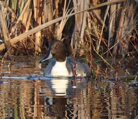 ברווז חד-זנב - ML645870667